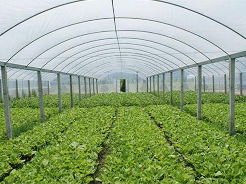 蔬菜大棚1